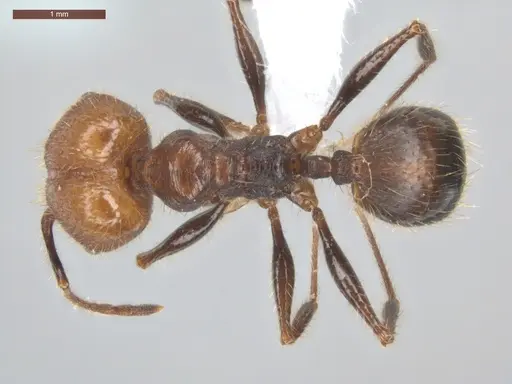 Pheidole fallax - ECOFOG-SG17-0076-07-S