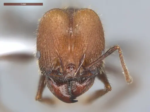 Pheidole fallax - ECOFOG-SG17-0076-07-S