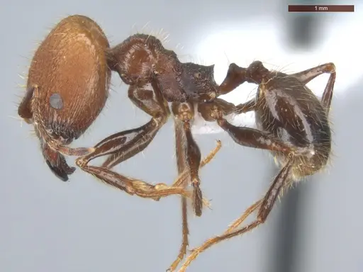 Pheidole fallax - ECOFOG-SG17-0076-07-S