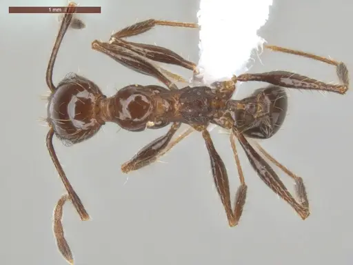 Pheidole fallax - ECOFOG-SG17-0076-07