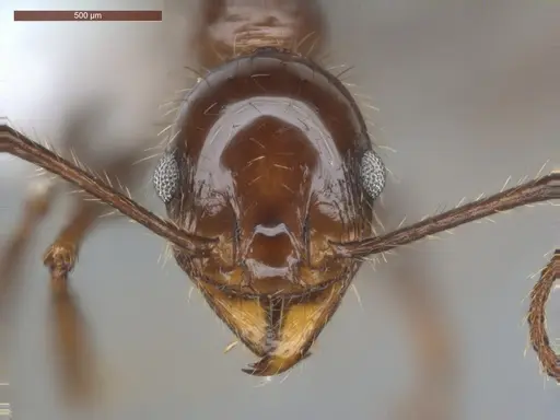 Pheidole fallax - ECOFOG-SG17-0076-07