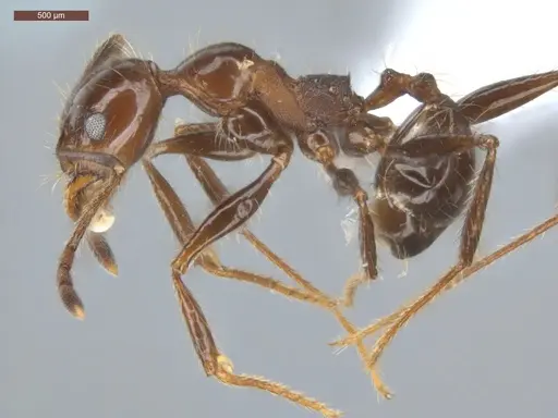 Pheidole fallax - ECOFOG-SG17-0076-07