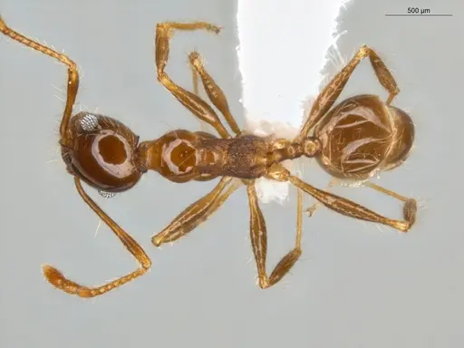 Pheidole fallax - ECOFOG-SG17-0154-03