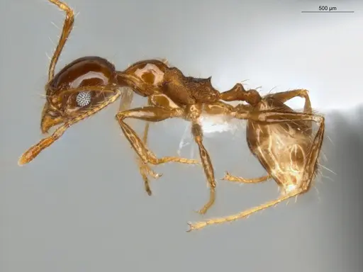 Pheidole fallax - ECOFOG-SG17-0154-03