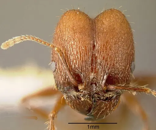 Pheidole fallax - INBIOCRI002279694
