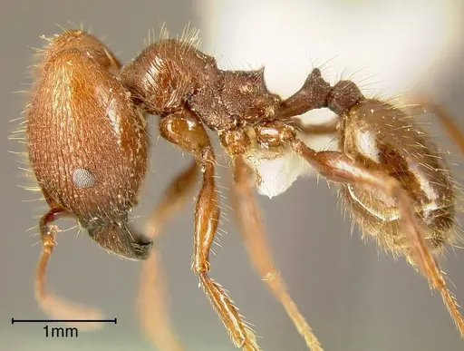 Pheidole fallax - INBIOCRI002279694