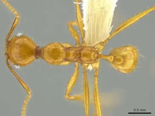 Pheidole familiaparra specimen