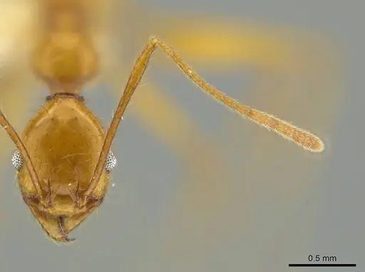 Pheidole familiaparra specimen