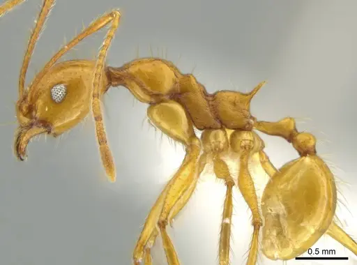 Pheidole familiaparra specimen