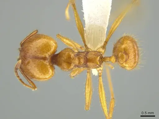 Pheidole familiaparra - CASENT0631331