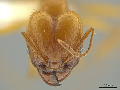 Pheidole familiaparra - CASENT0631331