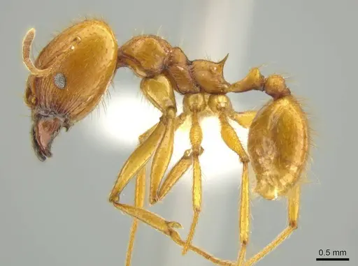 Pheidole familiaparra - CASENT0631331