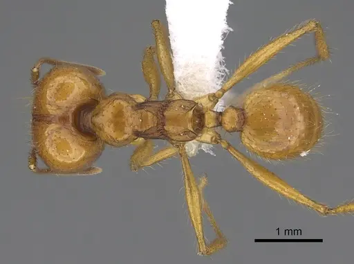 Pheidole familiaparra - CASENT0646341