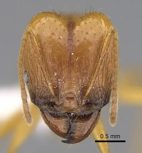 Pheidole familiaparra - CASENT0646341