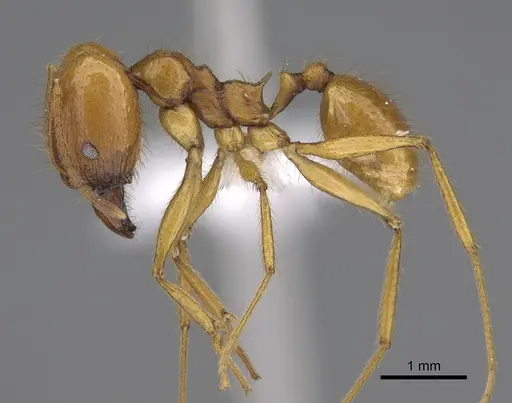 Pheidole familiaparra - CASENT0646341