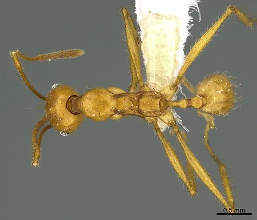Pheidole familiaparra - CASENT0646344