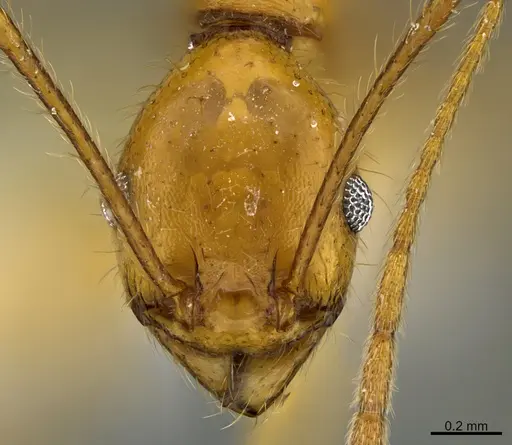 Pheidole familiaparra - CASENT0646344