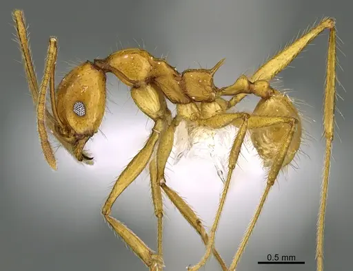 Pheidole familiaparra - CASENT0646344