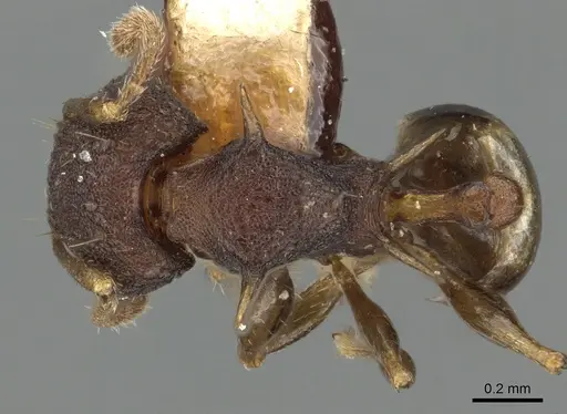 Pheidole fatigata specimen