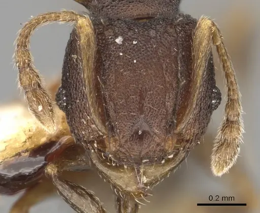 Pheidole fatigata specimen