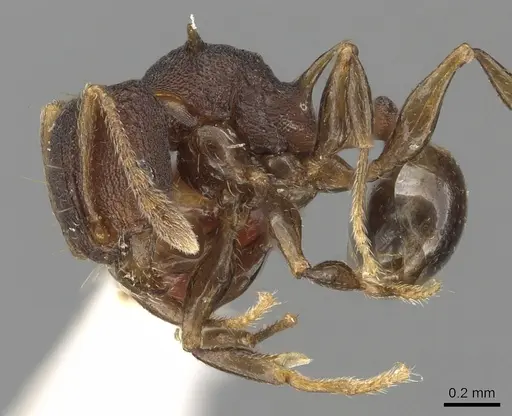 Pheidole fatigata specimen