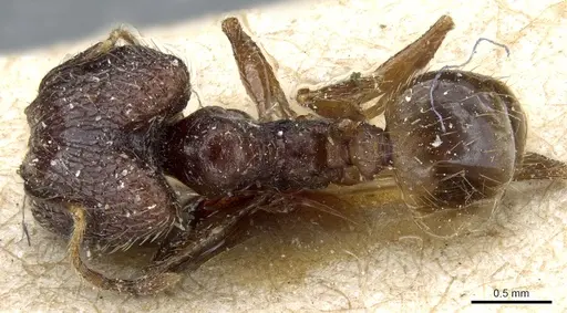 Pheidole feae specimen