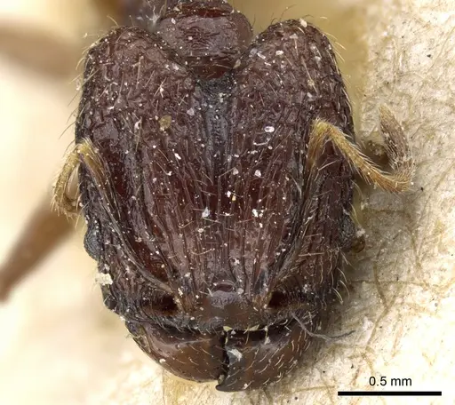 Pheidole feae specimen