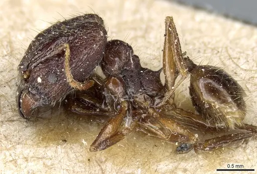 Pheidole feae specimen