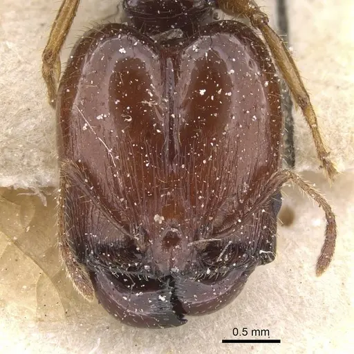 Pheidole fera specimen
