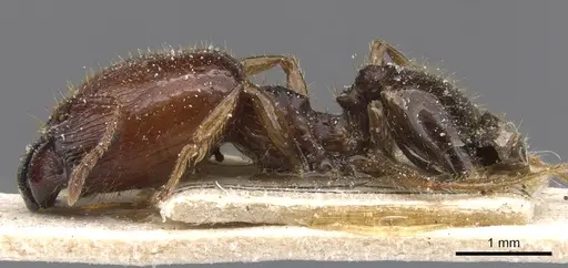 Pheidole fera specimen