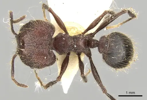 Pheidole fergusoni specimen