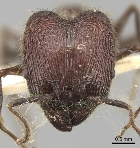 Pheidole fergusoni specimen