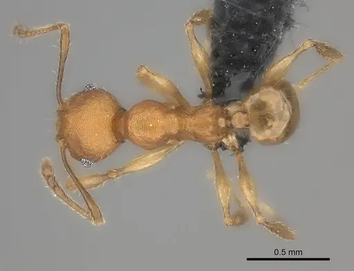 Pheidole ferruginea specimen