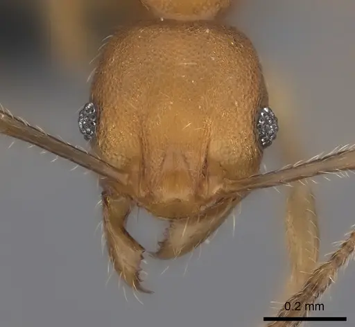 Pheidole ferruginea specimen