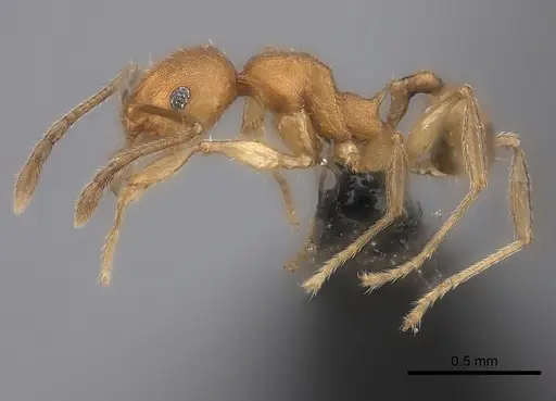 Pheidole ferruginea specimen