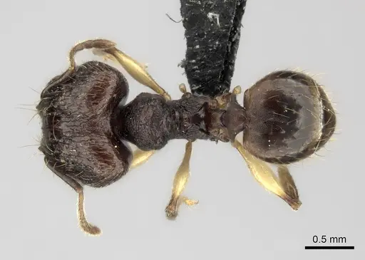 Pheidole ferruginea - CASENT0128696