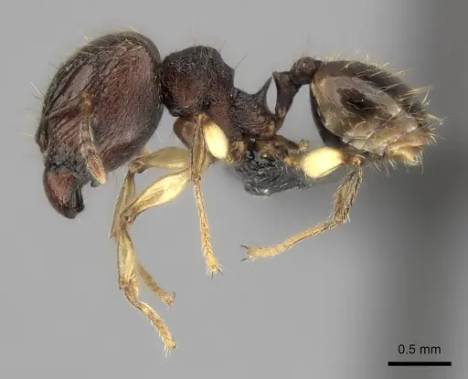 Pheidole ferruginea - CASENT0128696