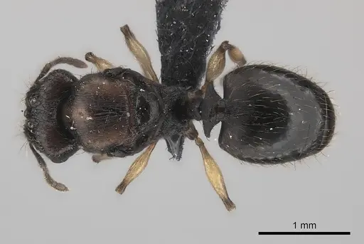 Pheidole ferruginea - CASENT0150522