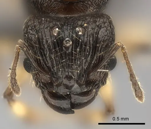 Pheidole ferruginea - CASENT0150522