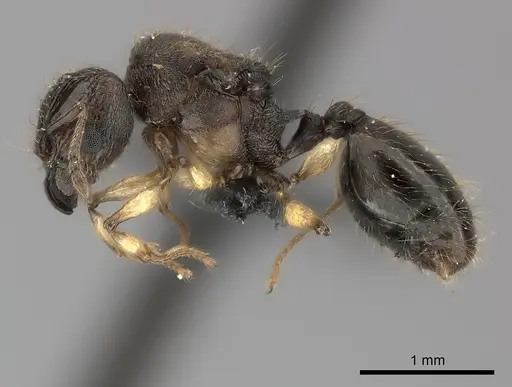 Pheidole ferruginea - CASENT0150522