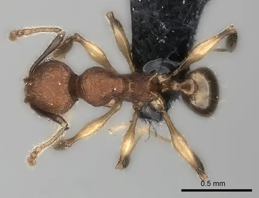 Pheidole ferruginea - CASENT0150523