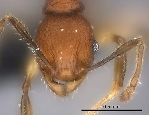 Pheidole ferruginea - CASENT0150523