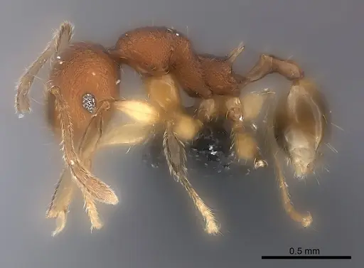 Pheidole ferruginea - CASENT0150523