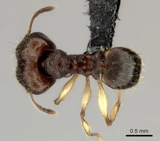 Pheidole ferruginea - CASENT0153314