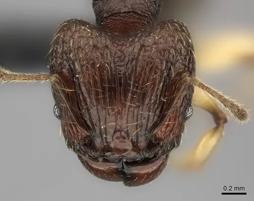 Pheidole ferruginea - CASENT0153314