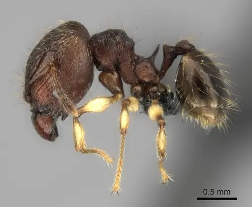 Pheidole ferruginea - CASENT0153314