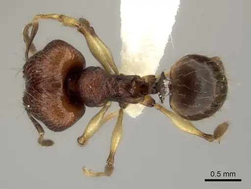Pheidole ferruginea - CASENT0198916