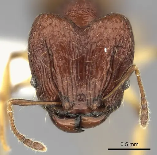 Pheidole ferruginea - CASENT0198916