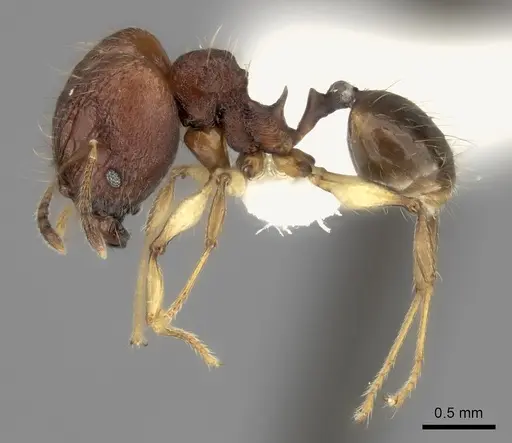 Pheidole ferruginea - CASENT0198916