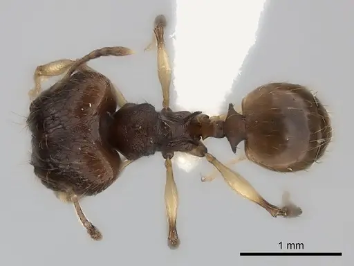 Pheidole ferruginea - CASENT0217984